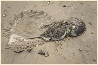 © Copyright 2025 Barbara E. Leven. All rights reserved.