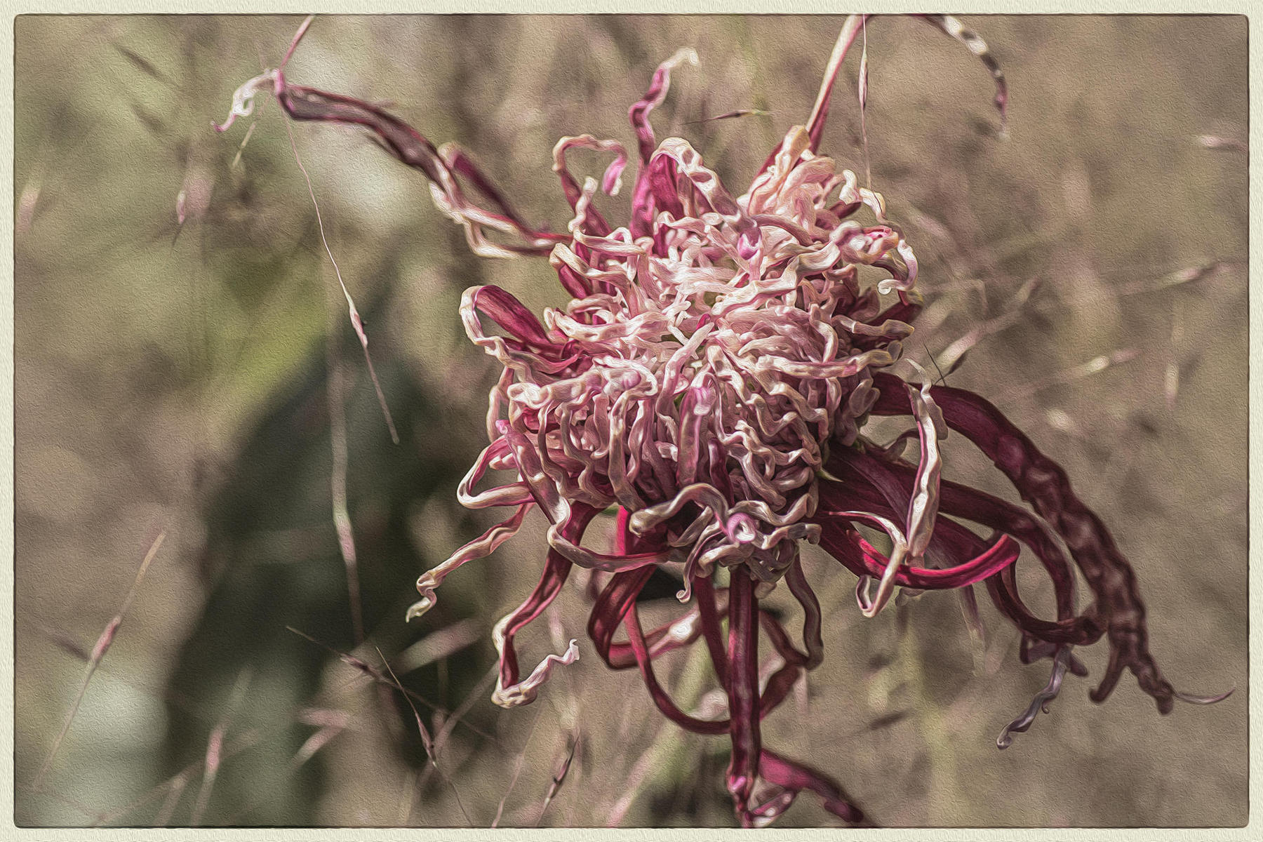 Spiky Mum, 2016