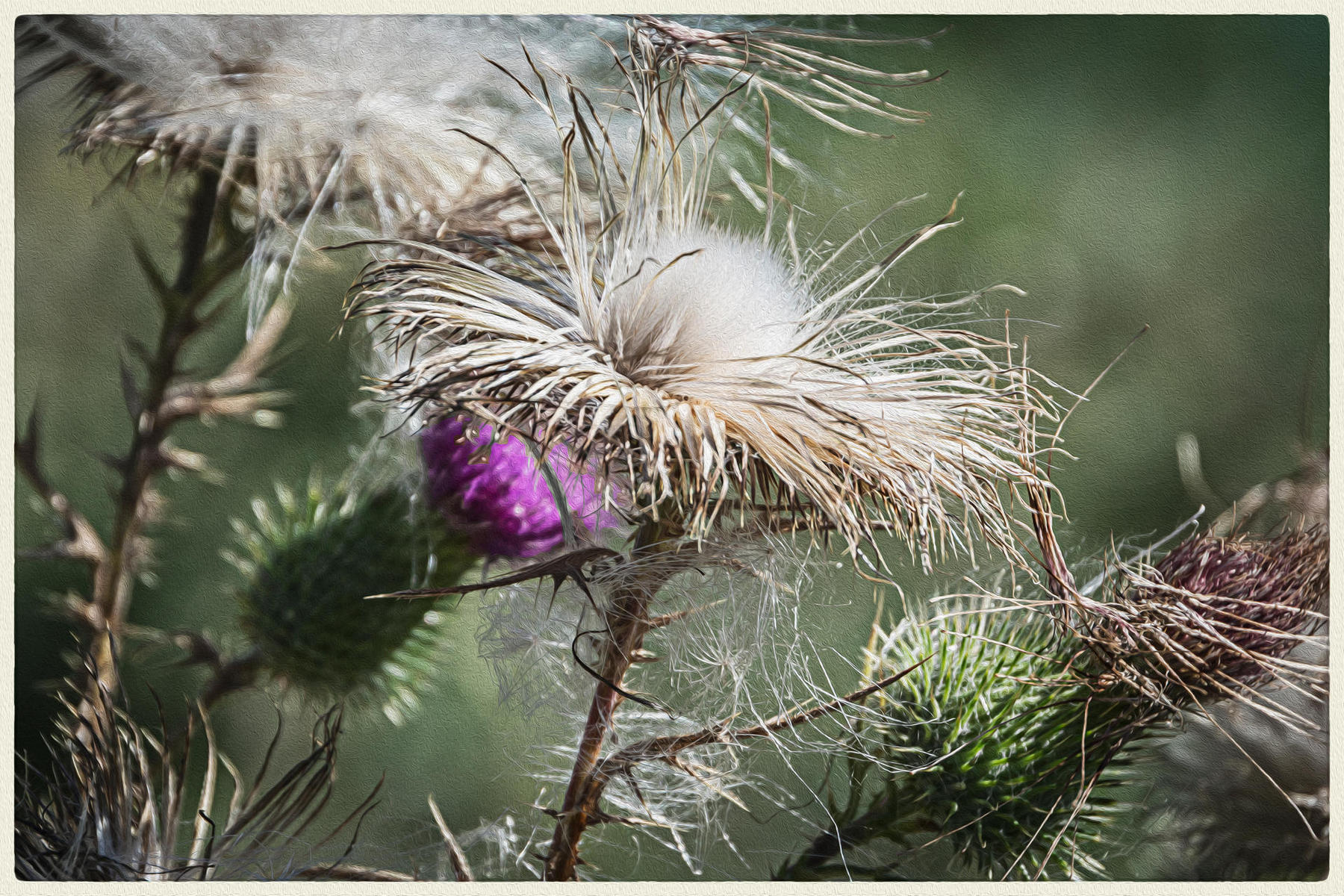October Thistle, 2016