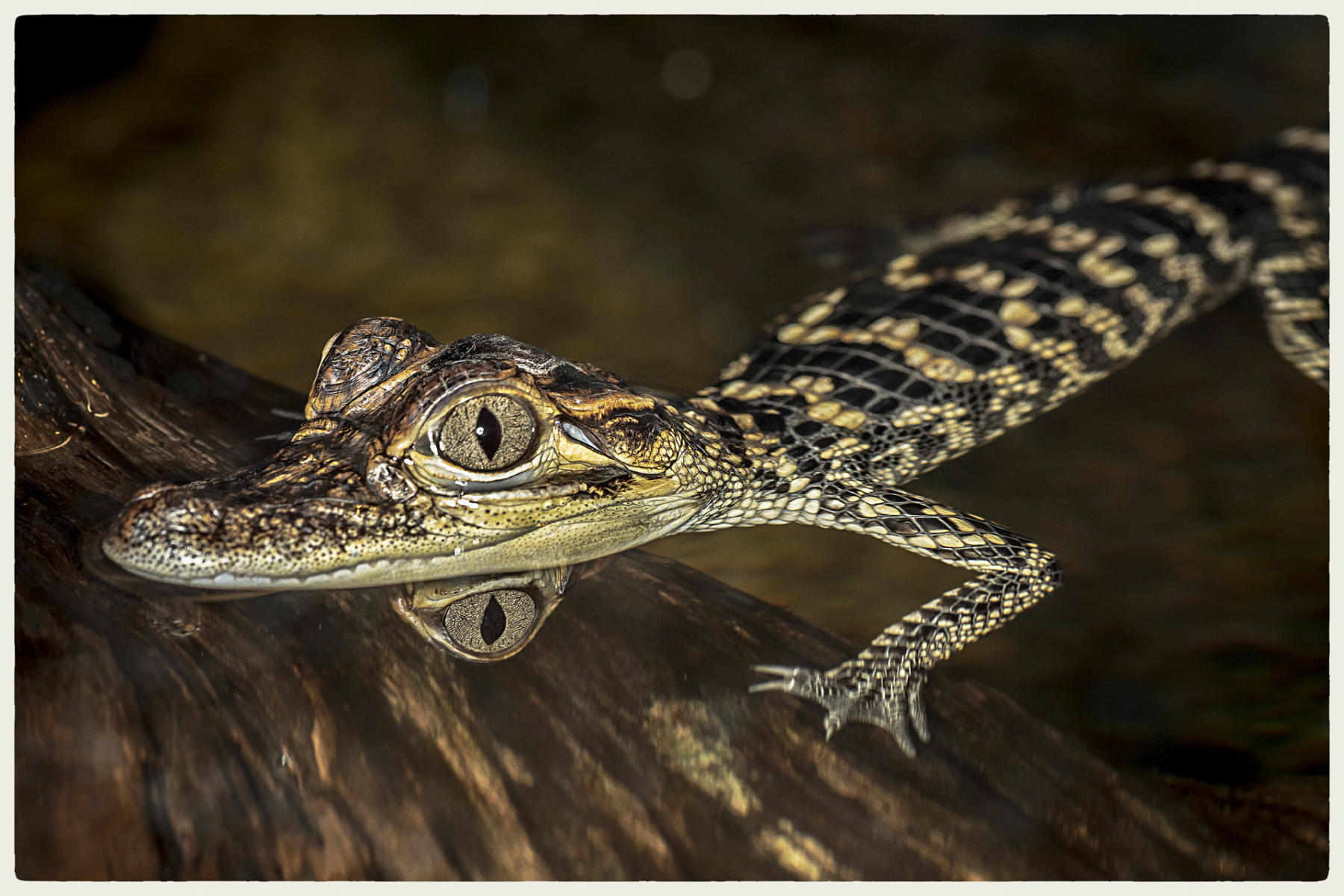 Baby Croc2, 2016