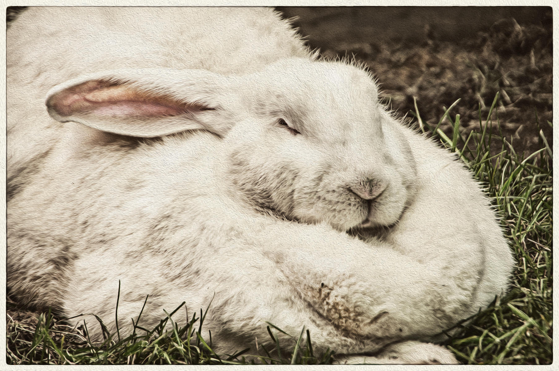Flemish Giant Rabbit, 2015
