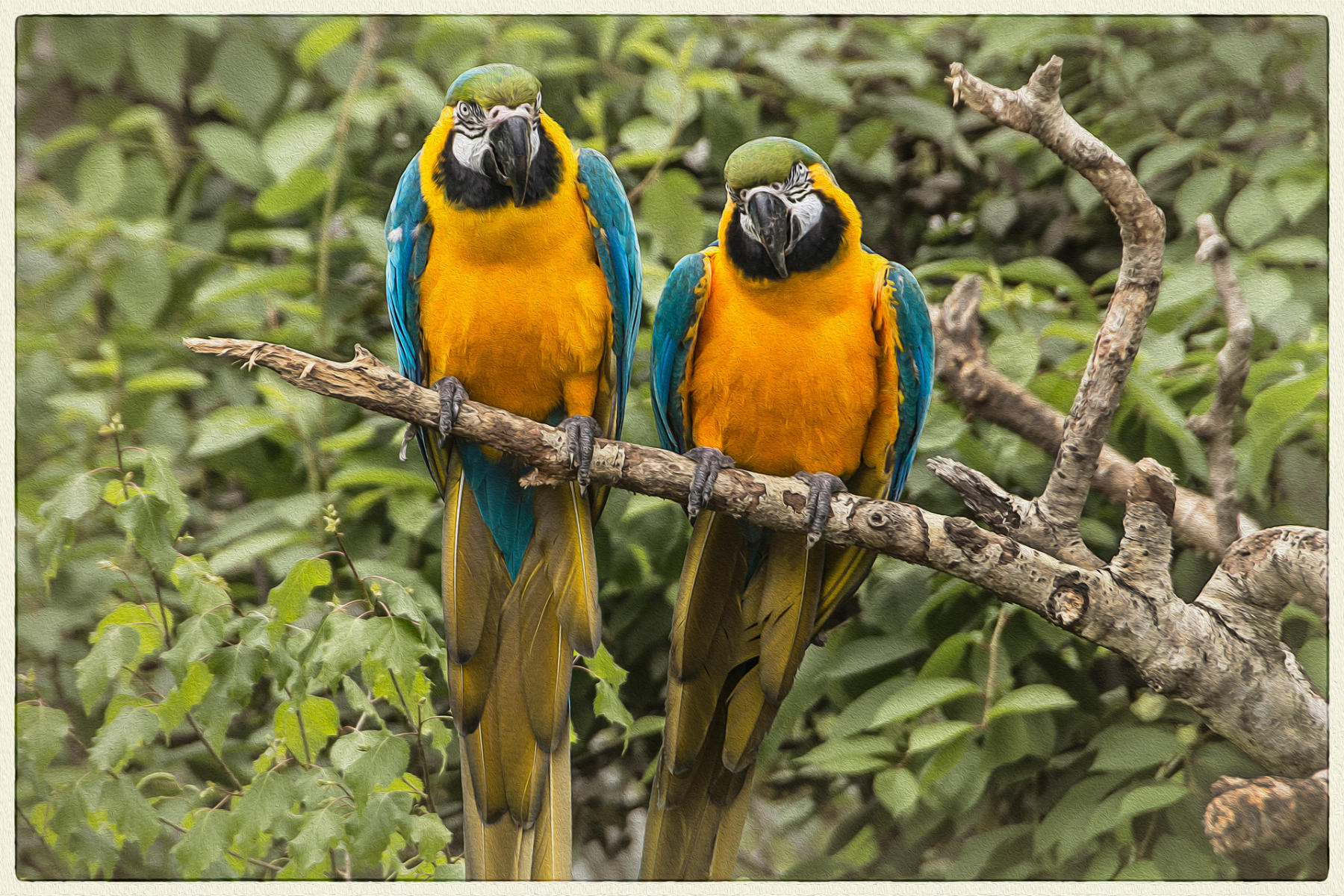 Parrots2, 2017