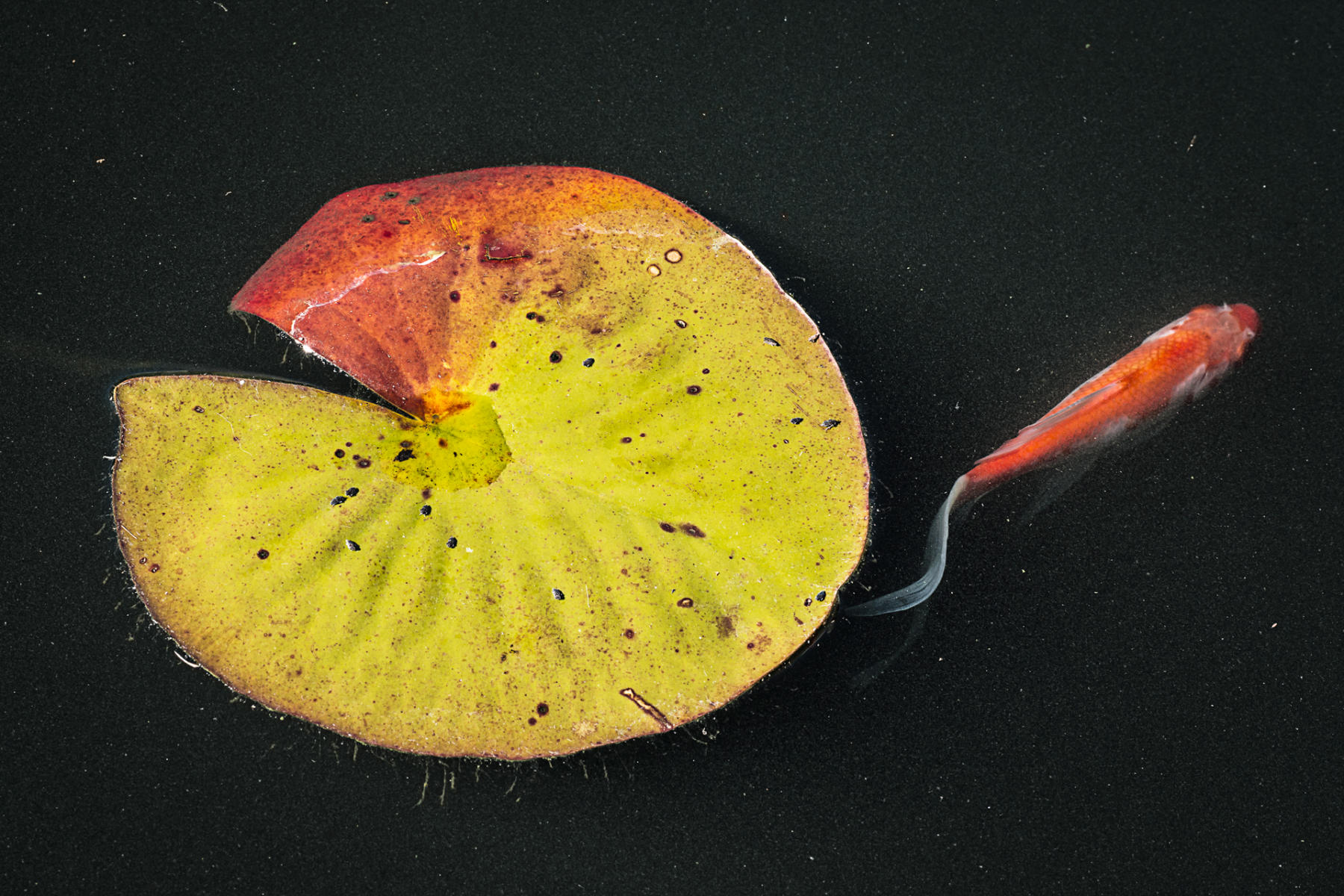 Goldfish and Lily Pad2, 2016