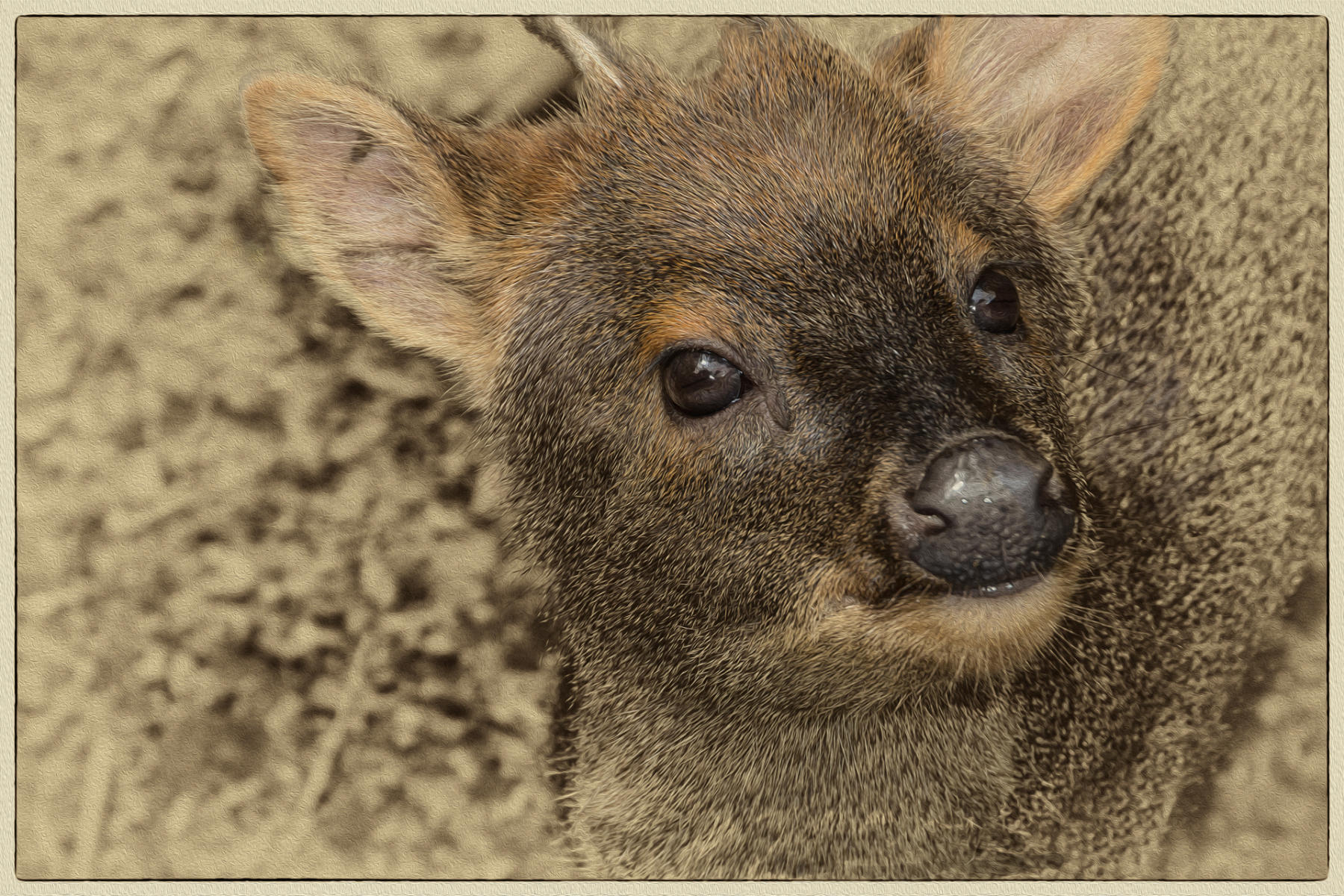 Pudu, 2017
