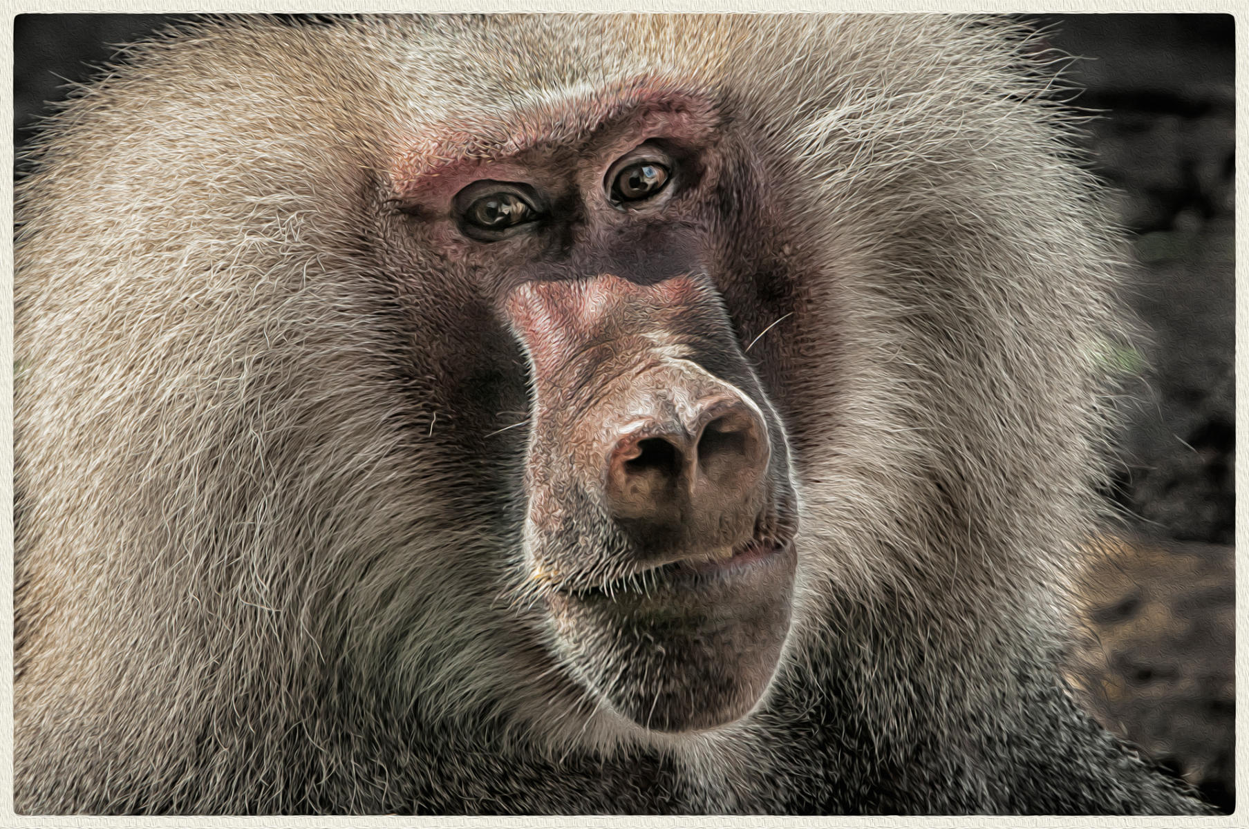 Baboon, 2015