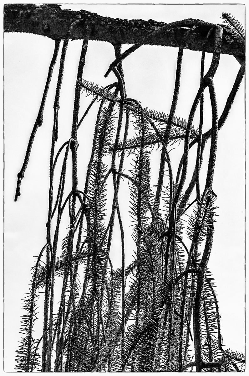 Snakebranch Spruce6, 2015
