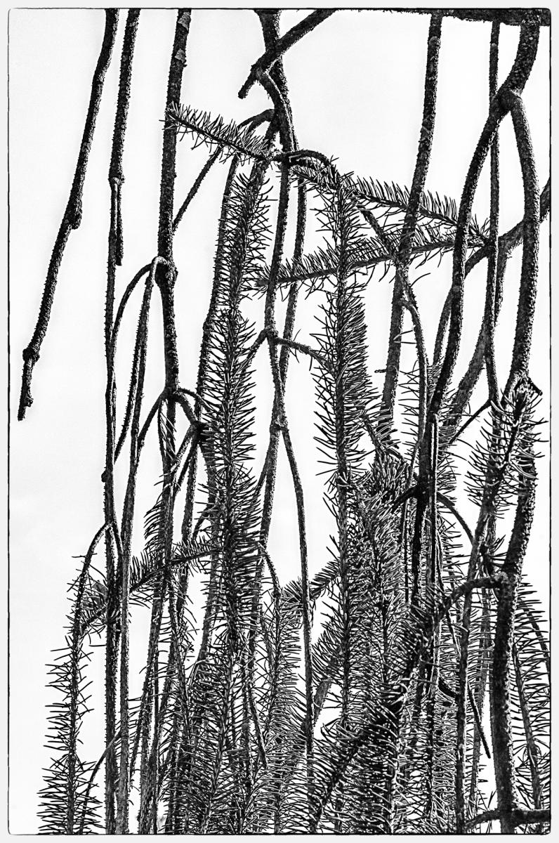 Snakebranch Spruce7, 2015