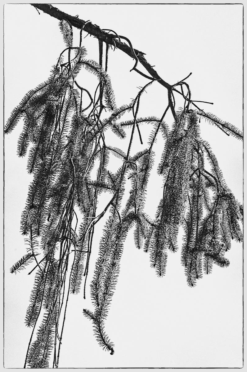 Snakebranch Spruce8, 2015