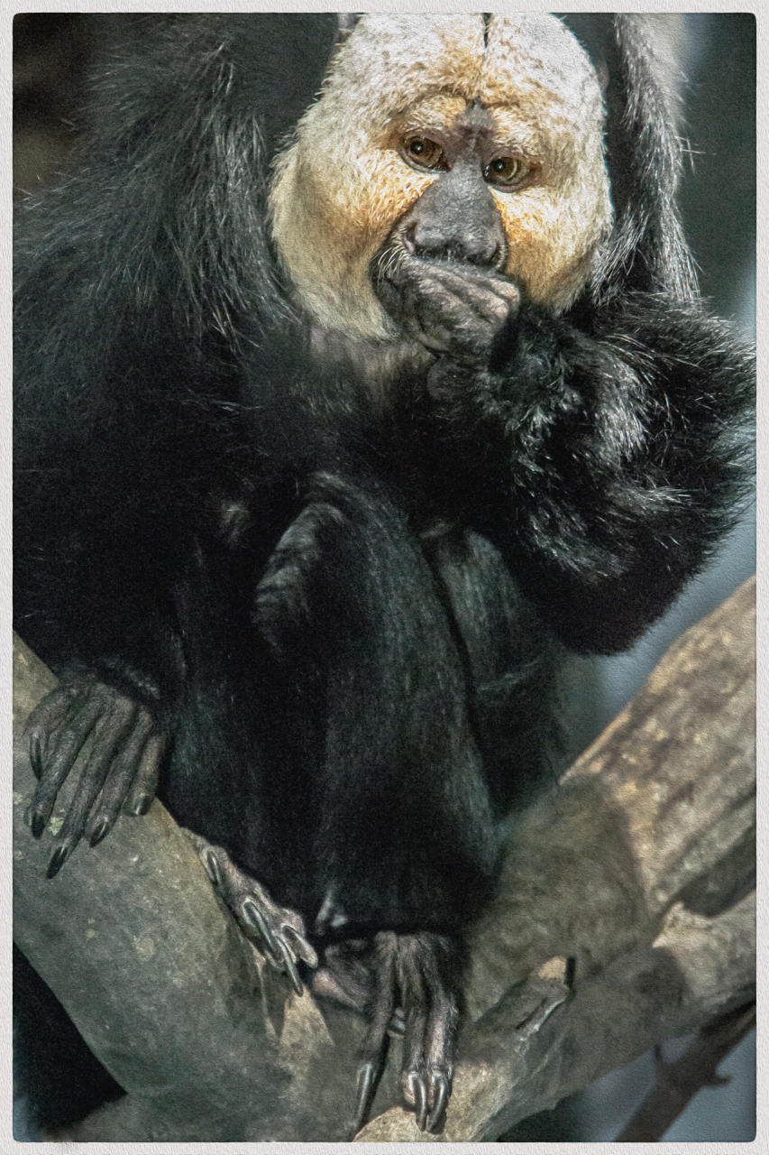 Saki Monkey 2017