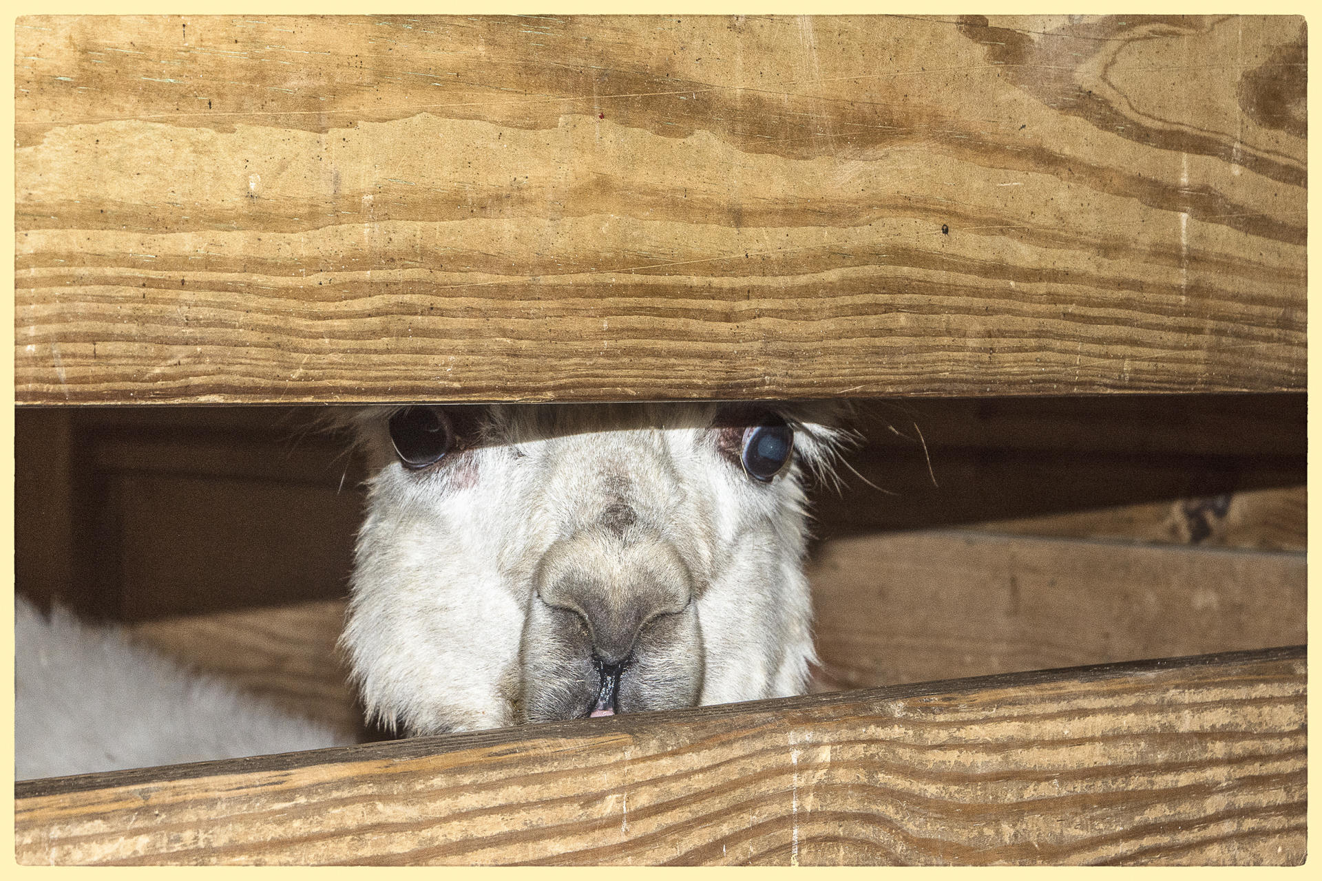 Alpaca Nose, 2017