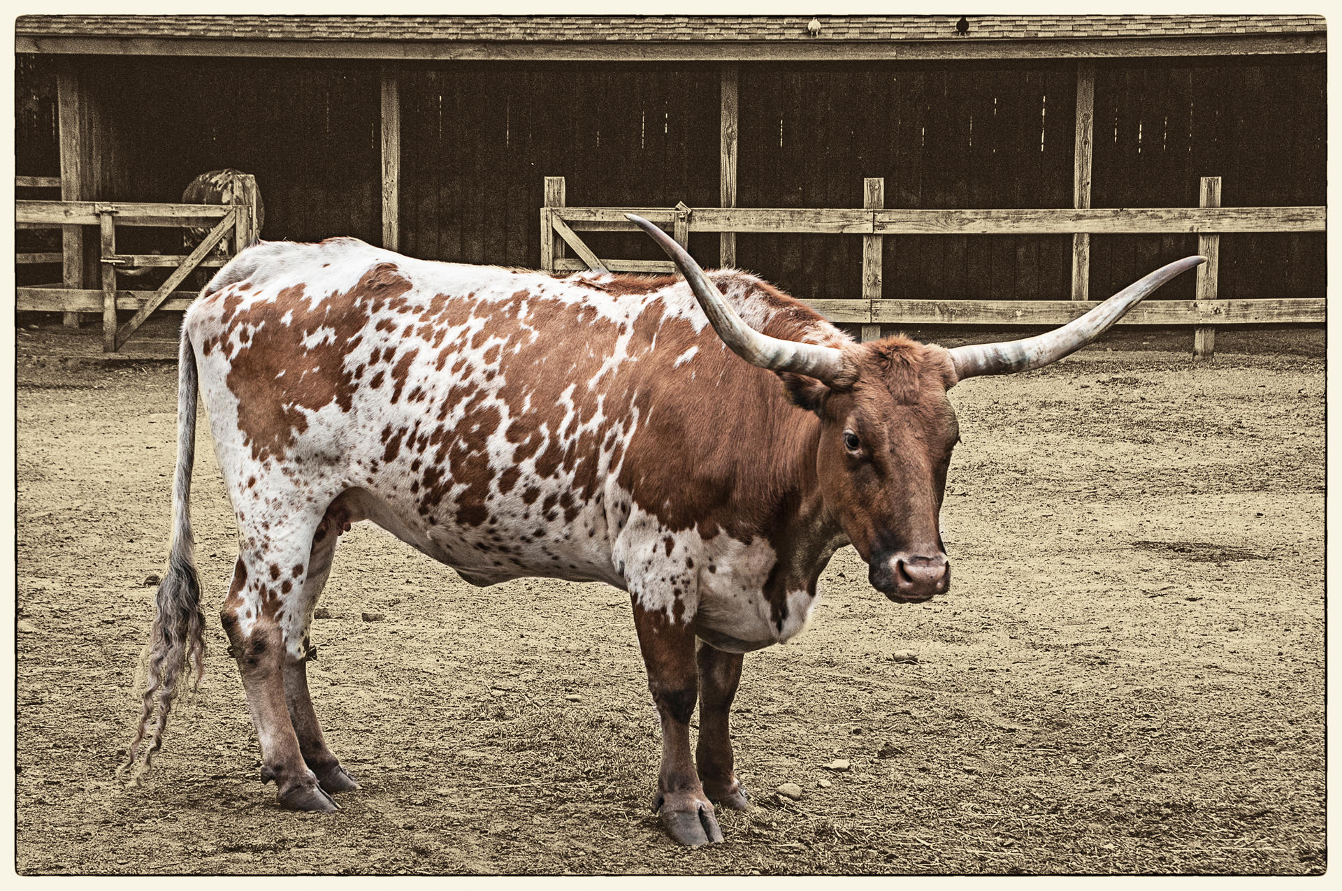 Longhorn Bull, 2015