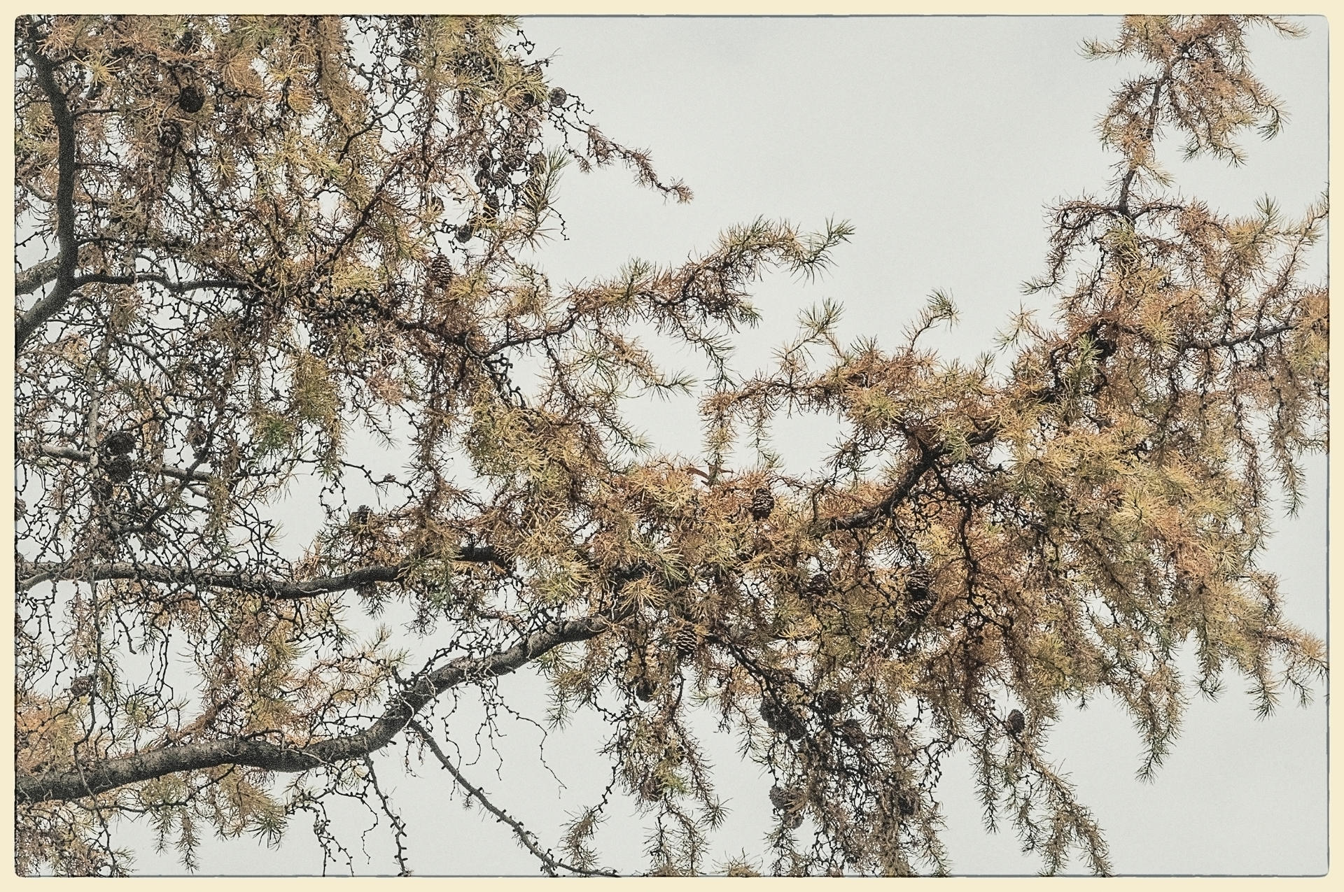 Conifer Branches, 2015