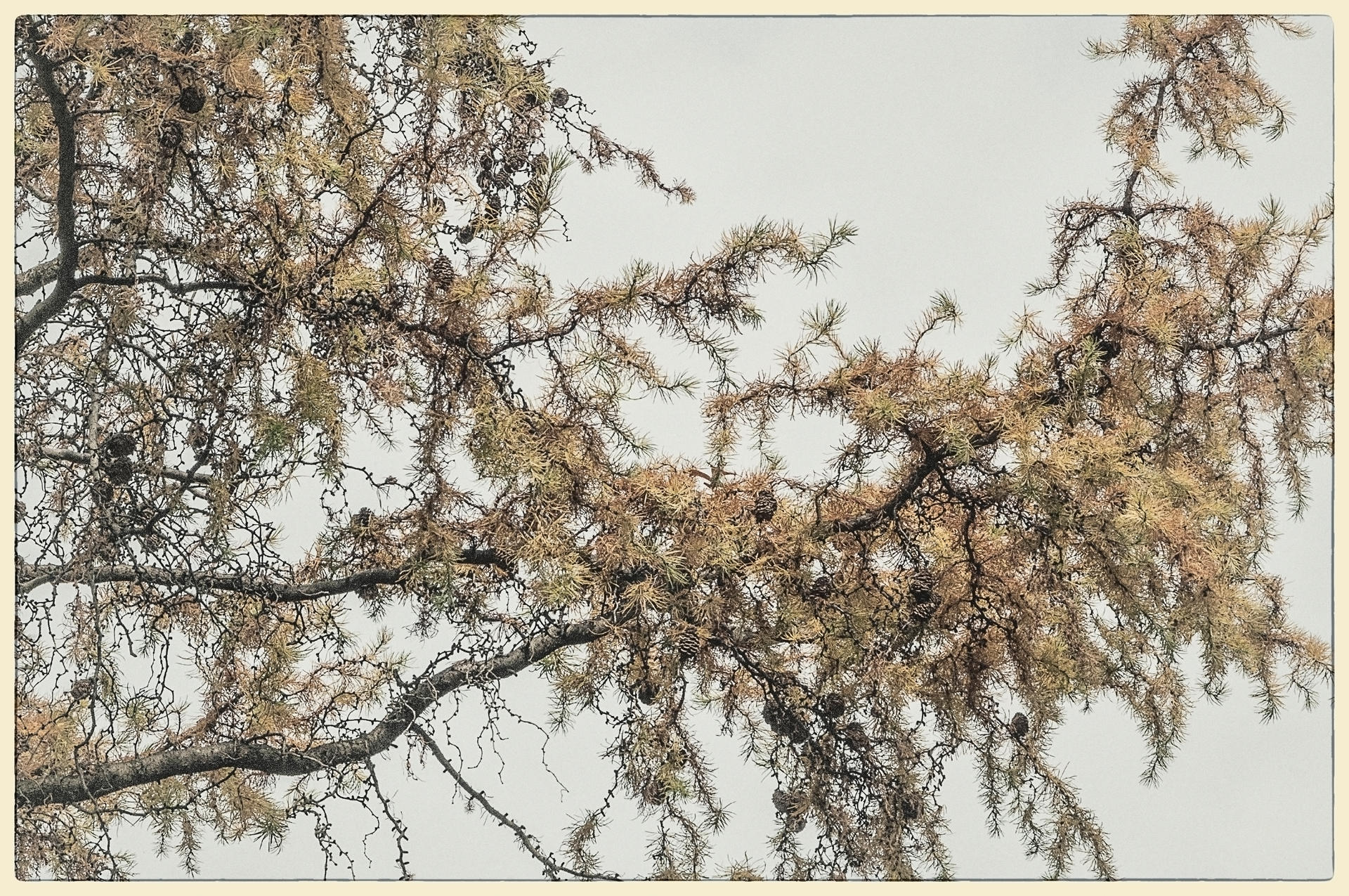Conifer Branches, 2015