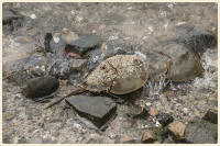 © Copyright 2025 Barbara E. Leven. All rights reserved.
