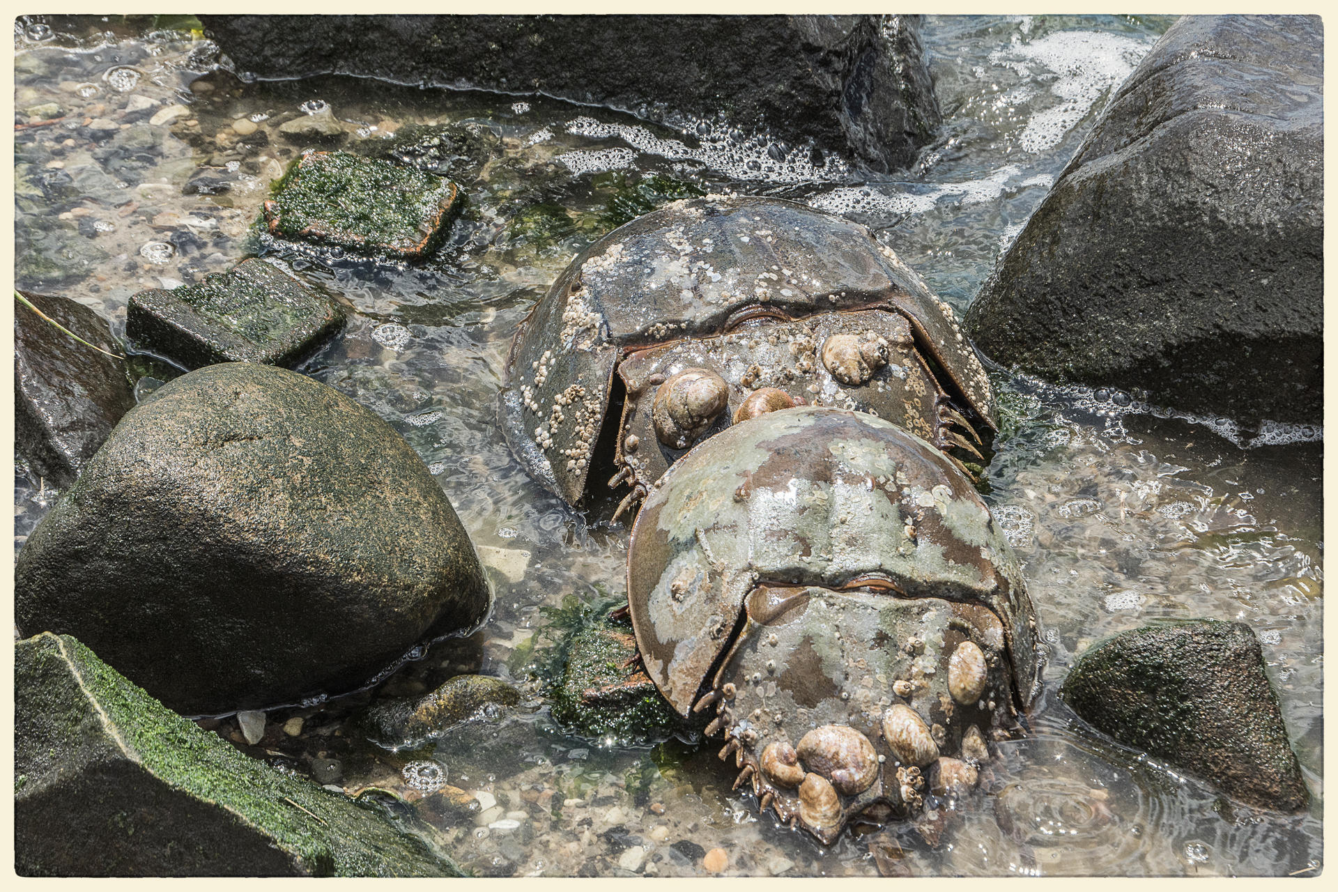 Among the Rocks, 2017