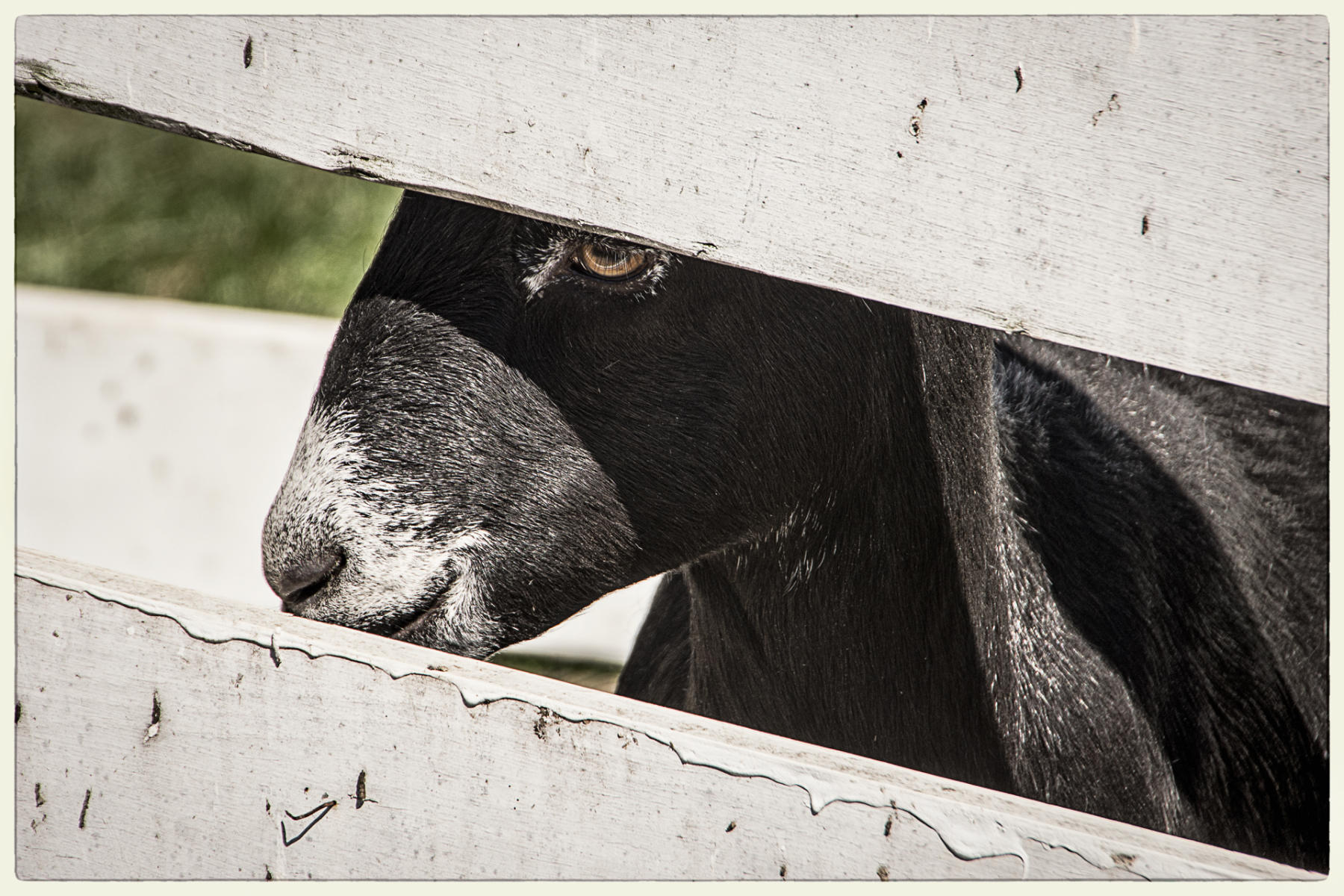 Goat Smile, 2015