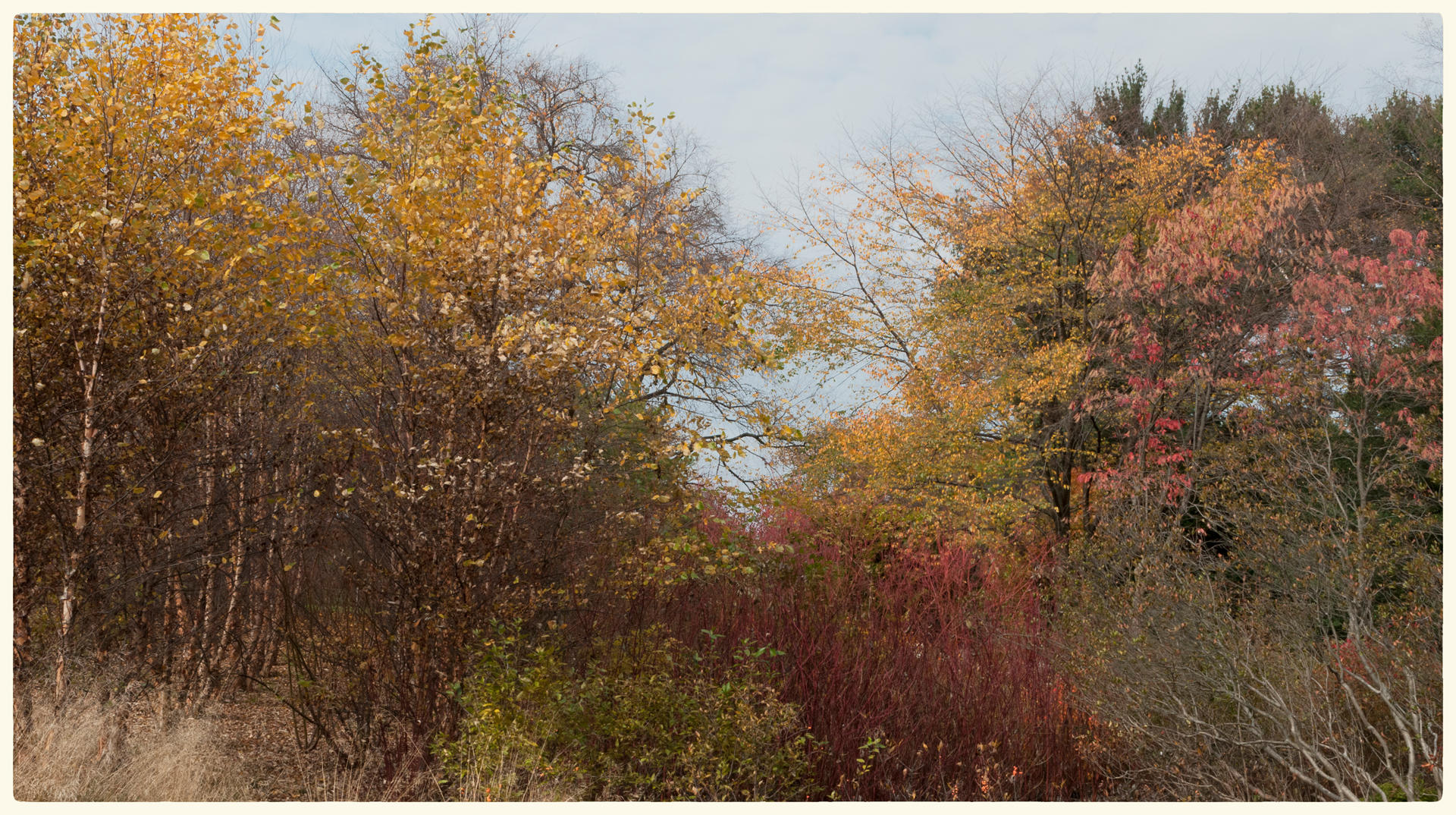 Autumn Colors, 2015