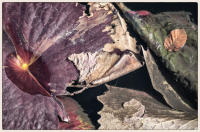 © Copyright 2025 Barbara E. Leven. All rights reserved.