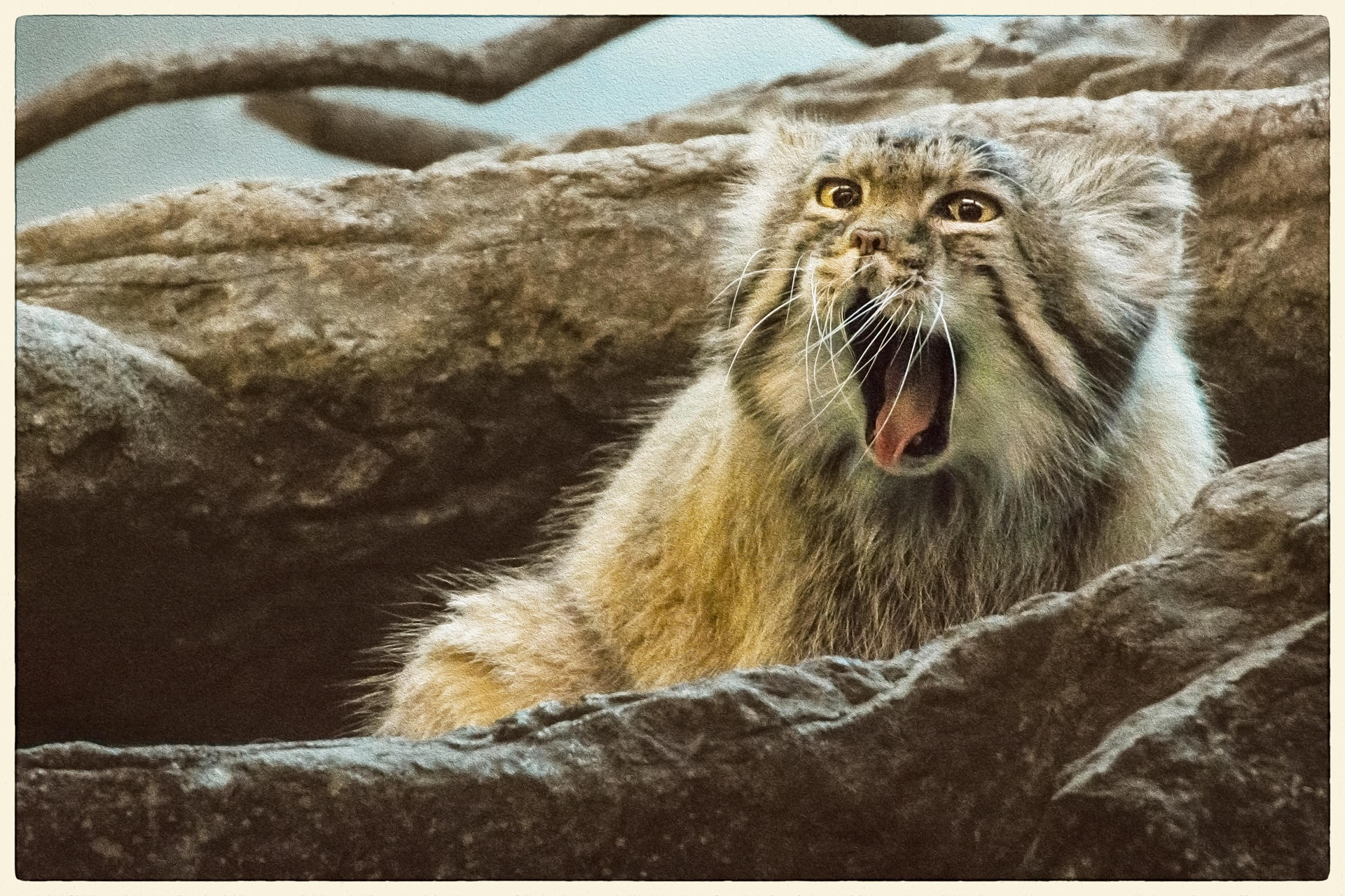 Boris Yawning, 2017
