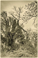© Copyright 2023 Barbara E. Leven. All rights reserved.