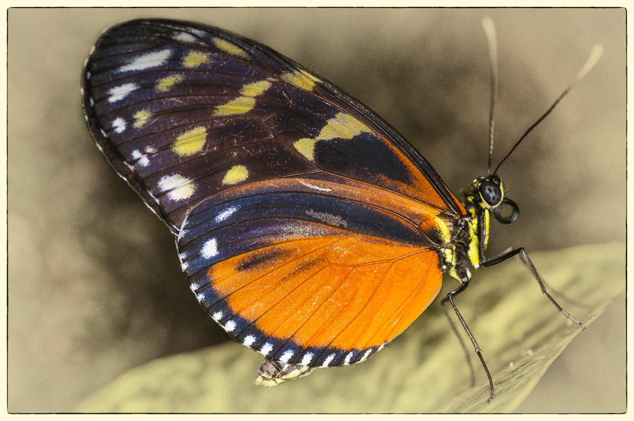 Pteronymia Notilla Butterfly, 2014
