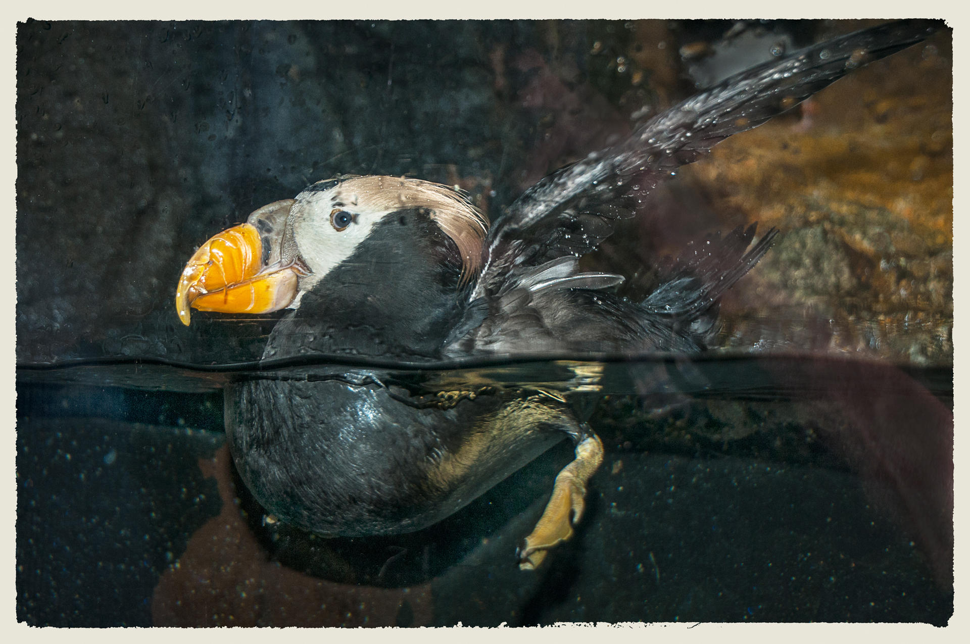 Puffin, 2015