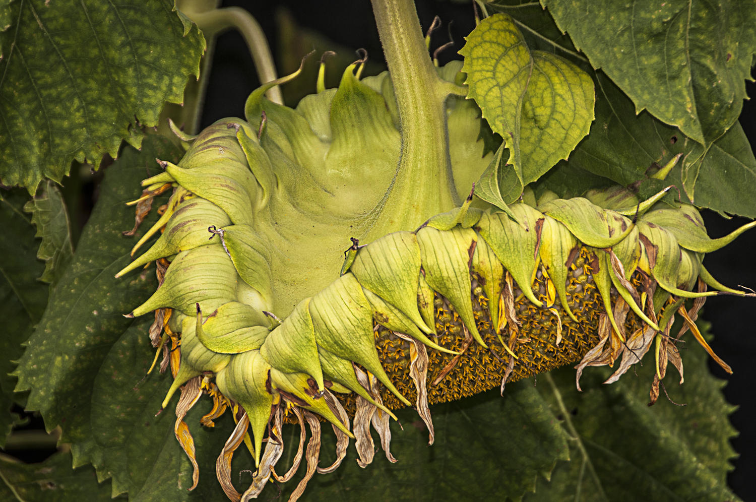 September Sunflower, 2015