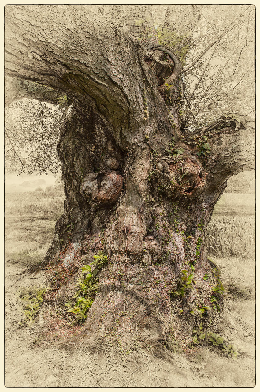 Winterthur Tree, 2014