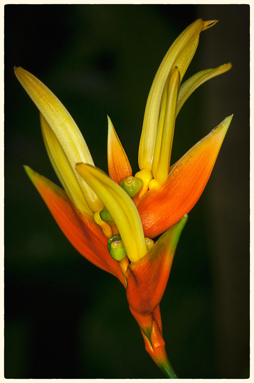 Heliconia, 2014