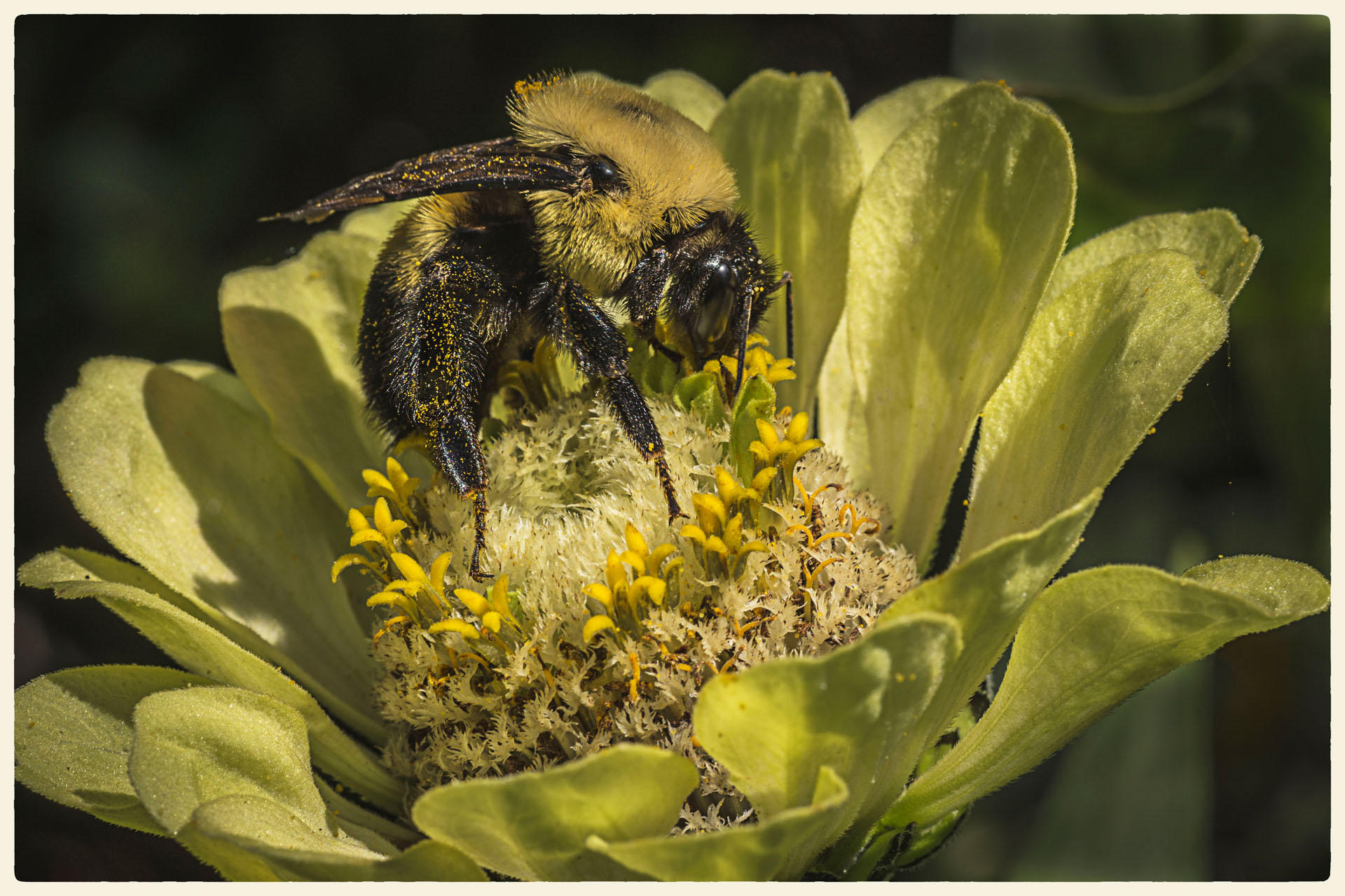 Pollinator, 2017