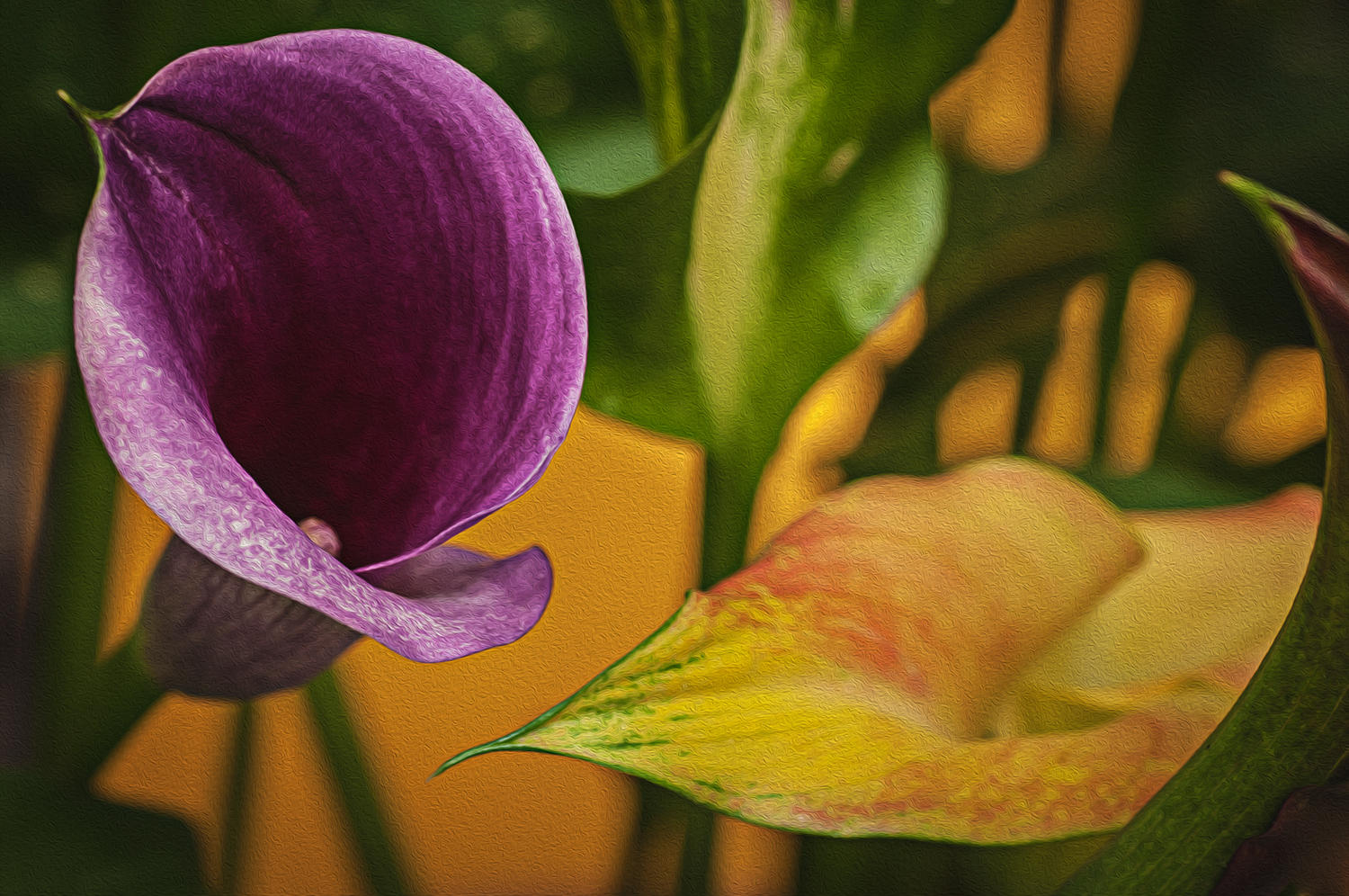 Purple Calla Lily, 2015