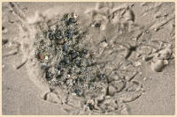 © Copyright 2025 Barbara E. Leven. All rights reserved.
