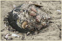 © Copyright 2025 Barbara E. Leven. All rights reserved.