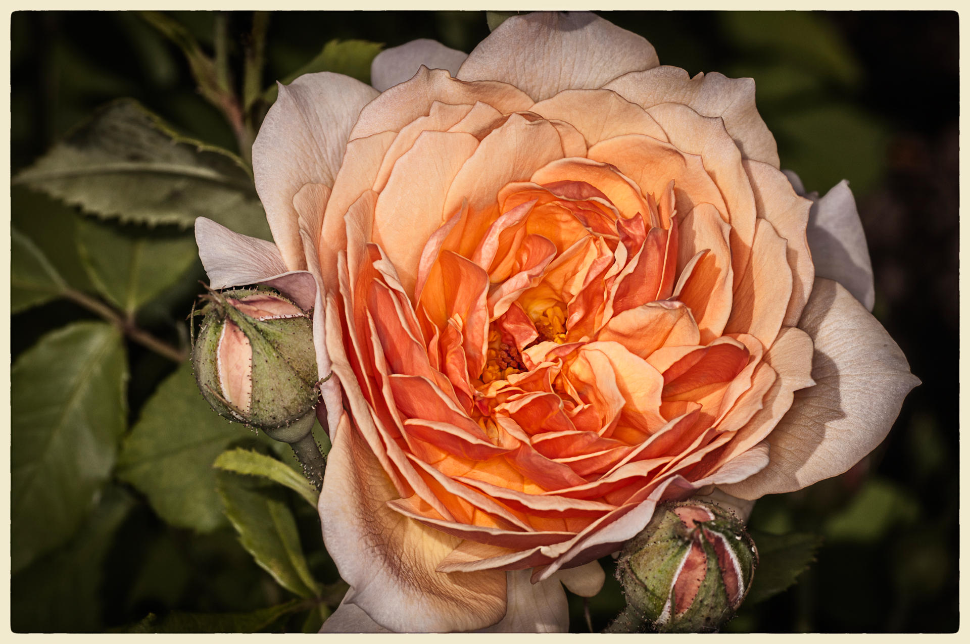 Peach Rose, 2014