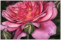 © Copyright 2025 Barbara E. Leven. All rights reserved.