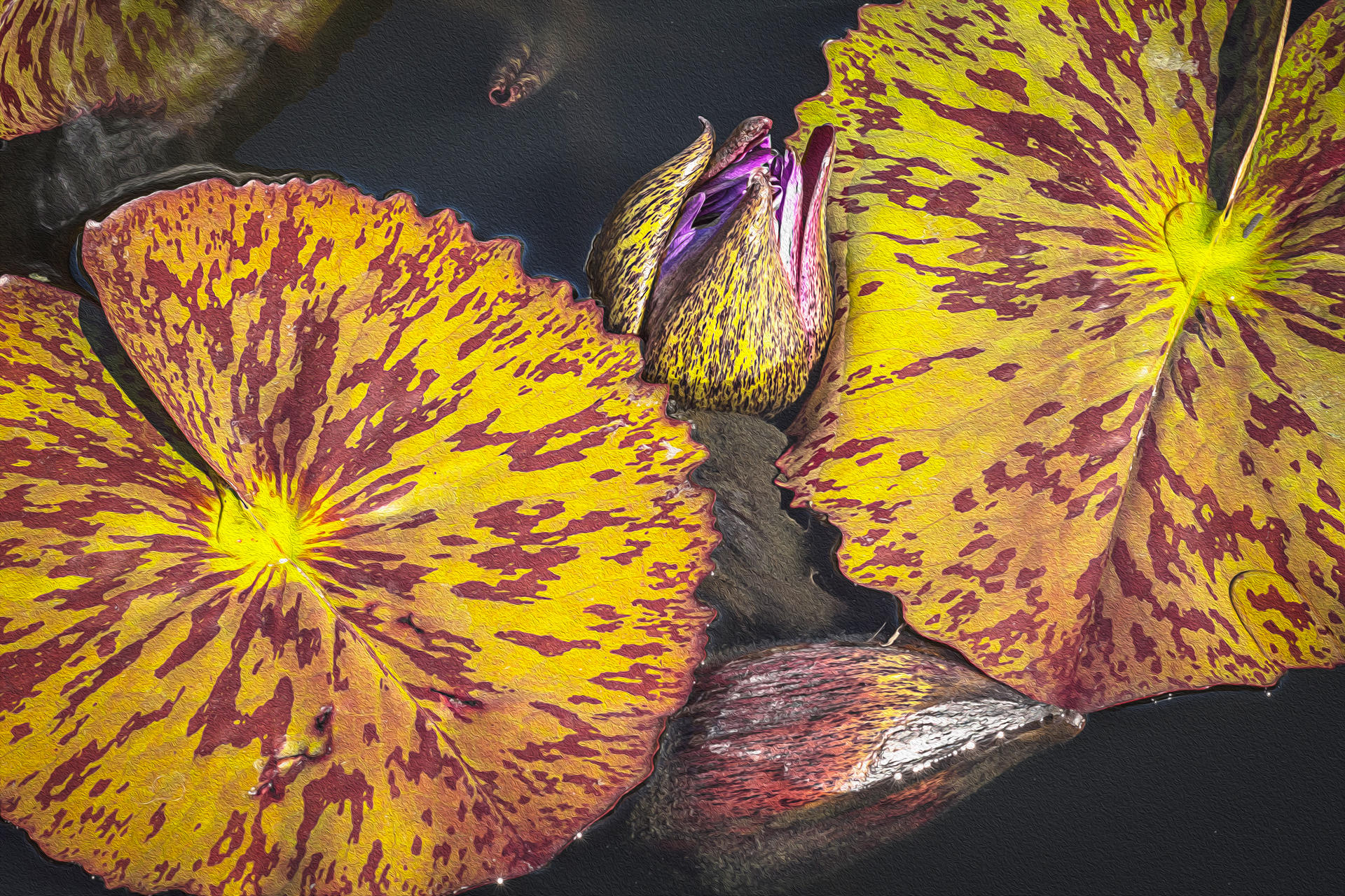 October Lily Buds, 2016