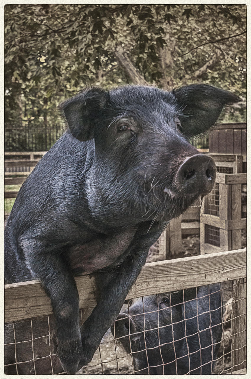 Mulefoot Hogs, 2015