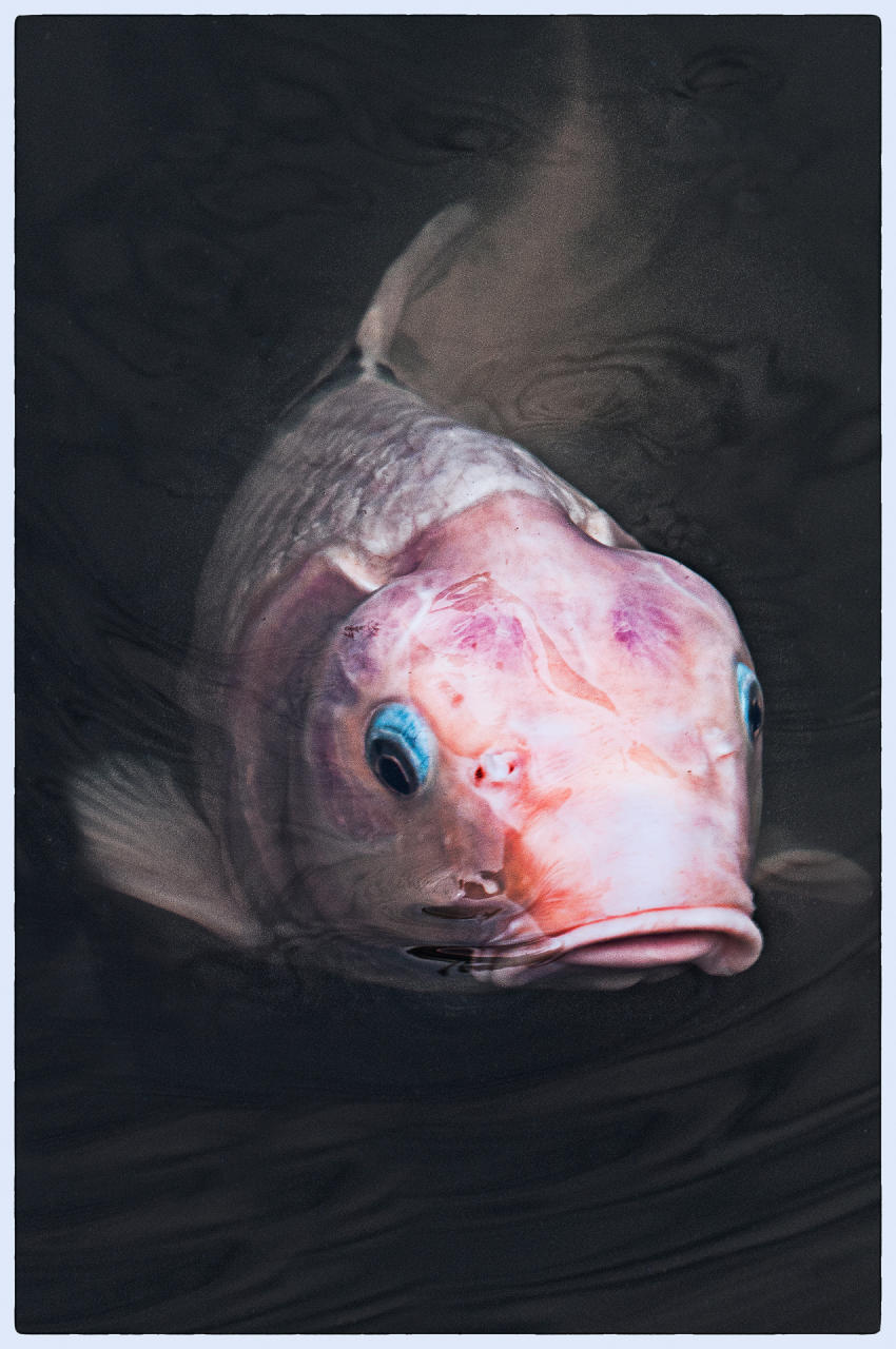 Bronx Koi, 2011