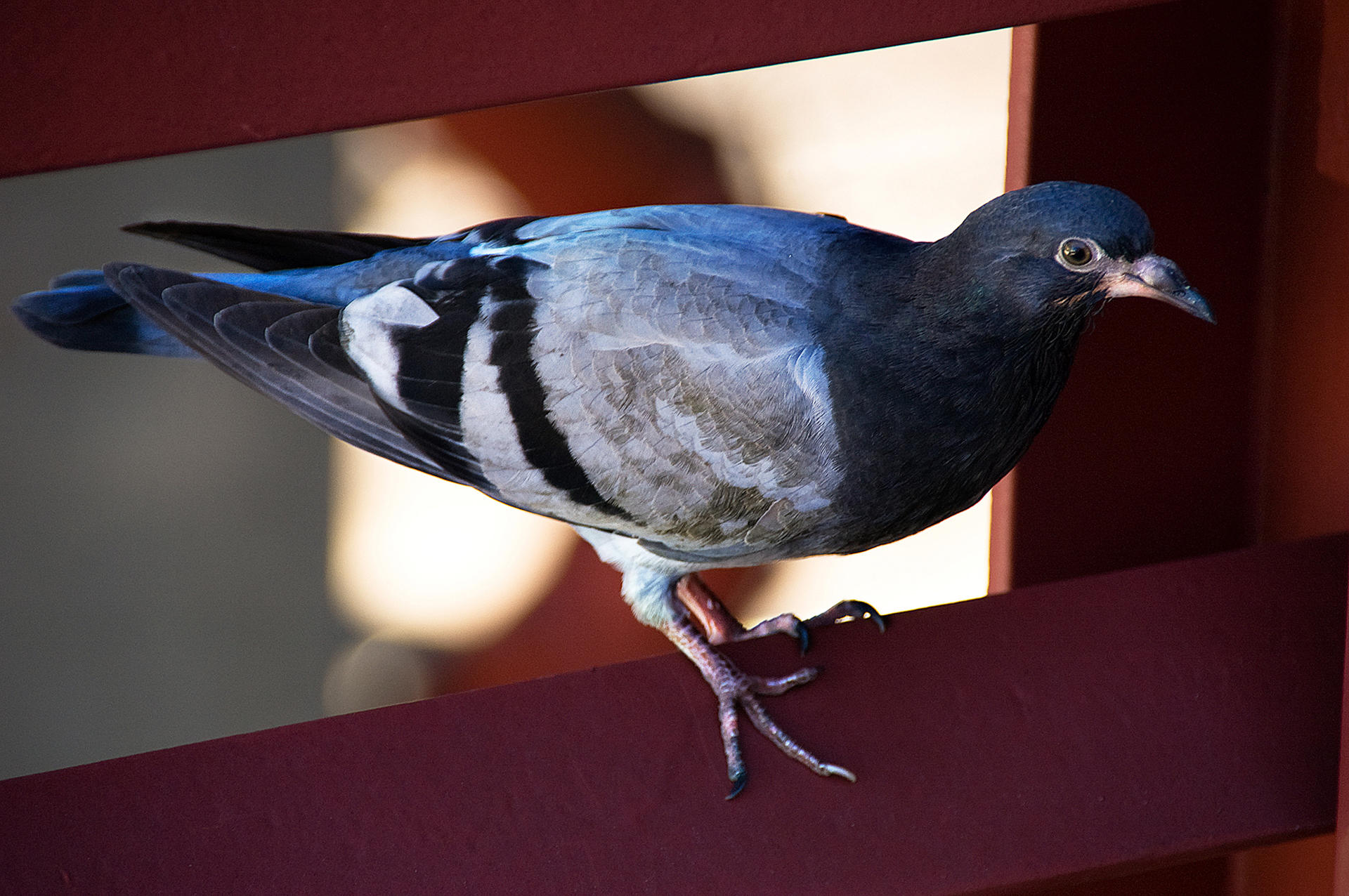 Pigeon, 2007