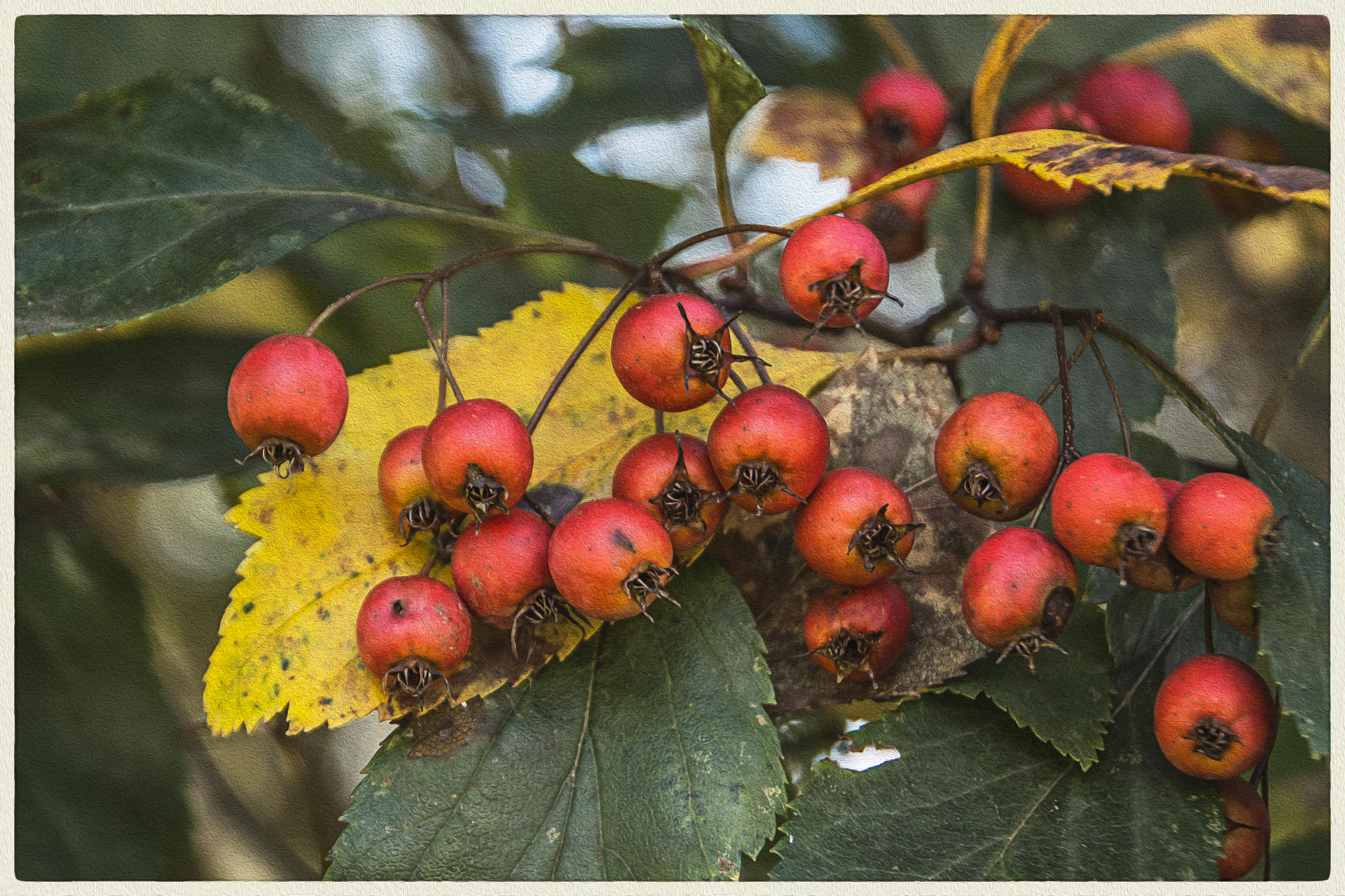 Glossy Hawthorn Berries3, 2018