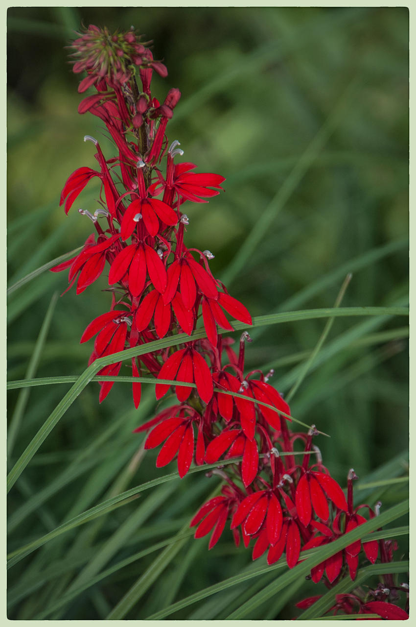 Scarlet Meadow Flower, 2014
