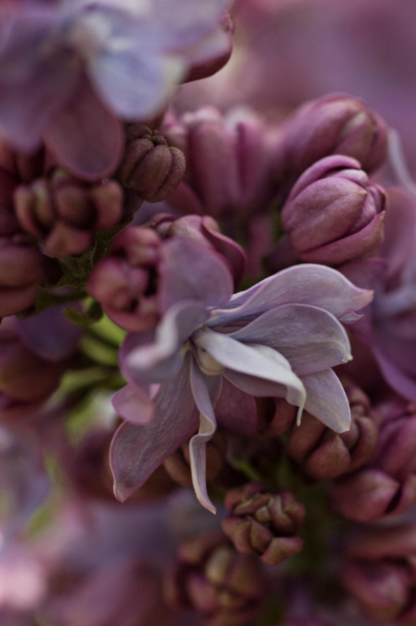 Syringa Vulgaris Blooms, 2006