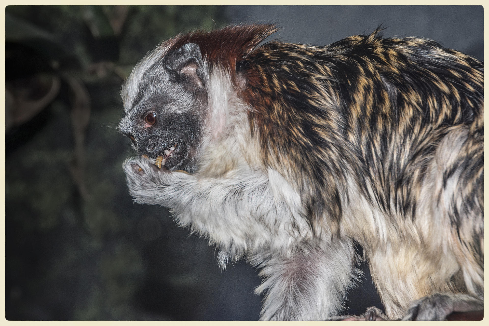 Tamarin Eating, 2019