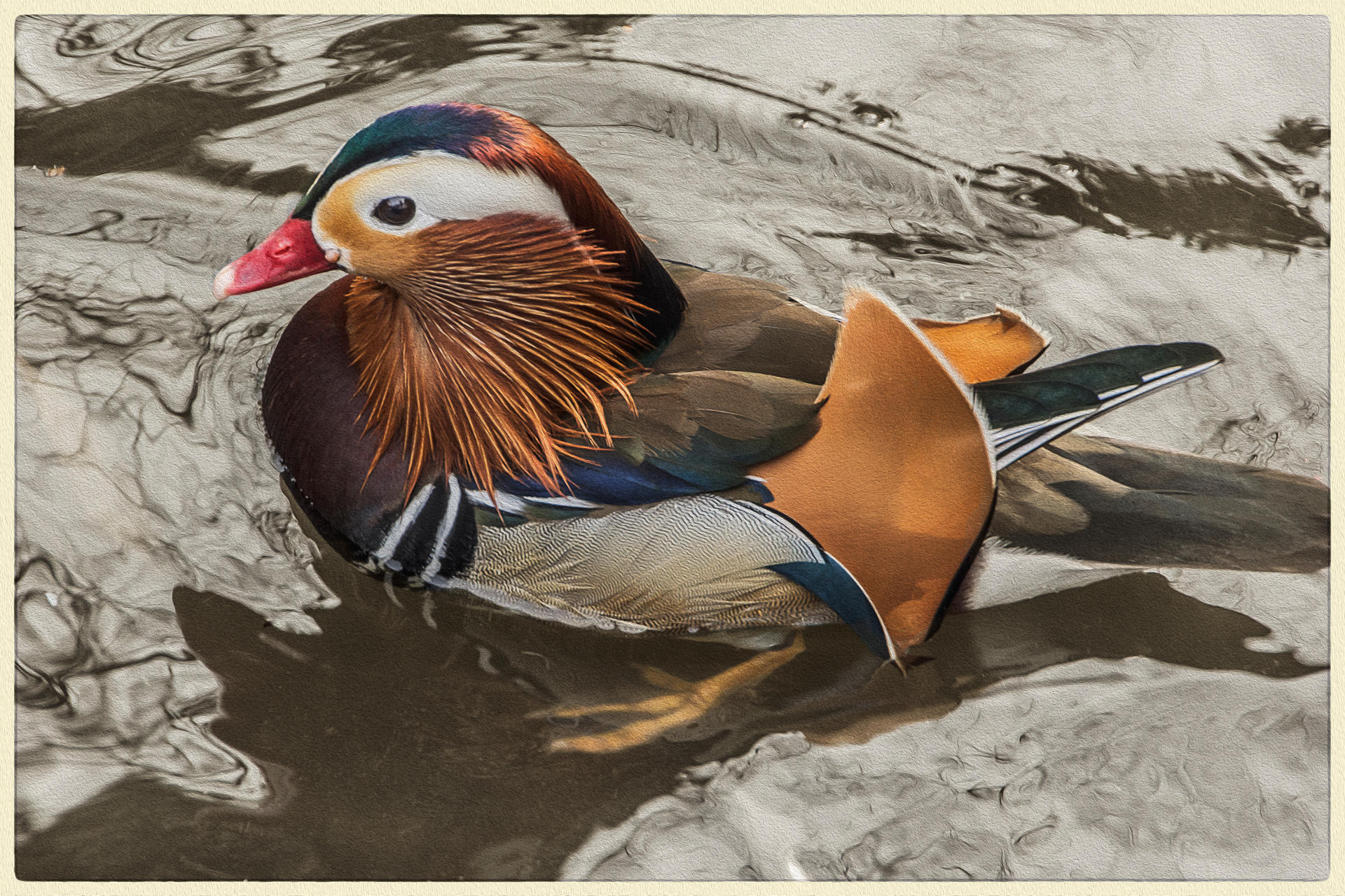 The Mandarin Duck, 2019