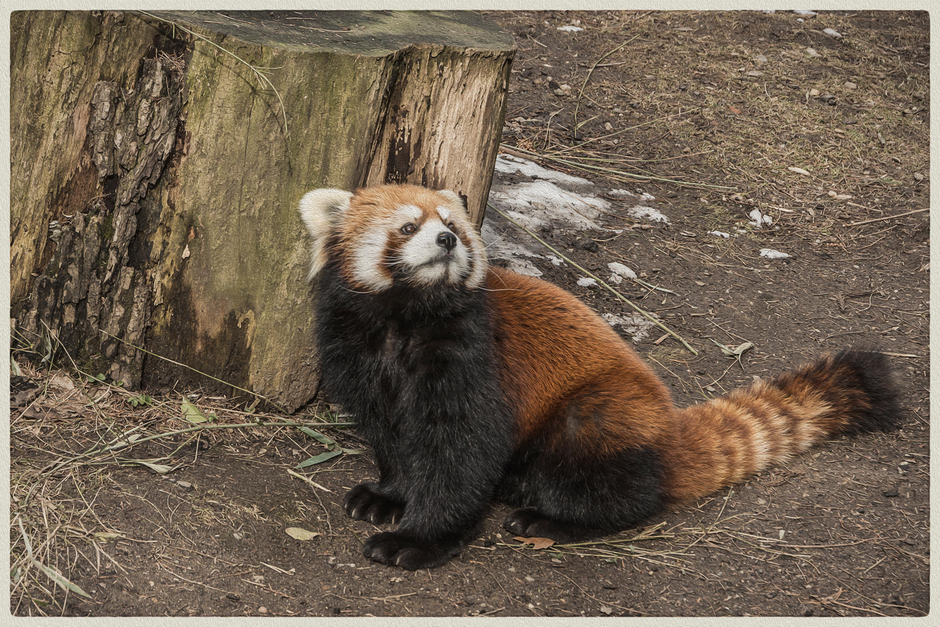 Red Panda, 2019