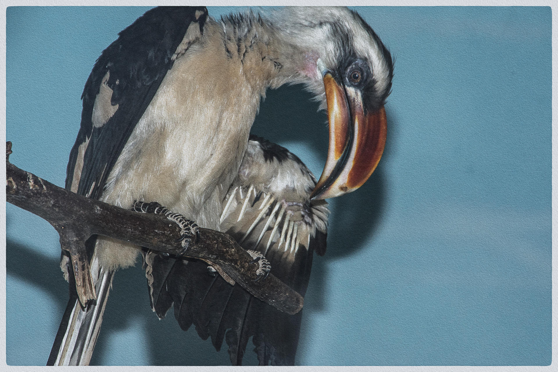 Toucan2, 2019