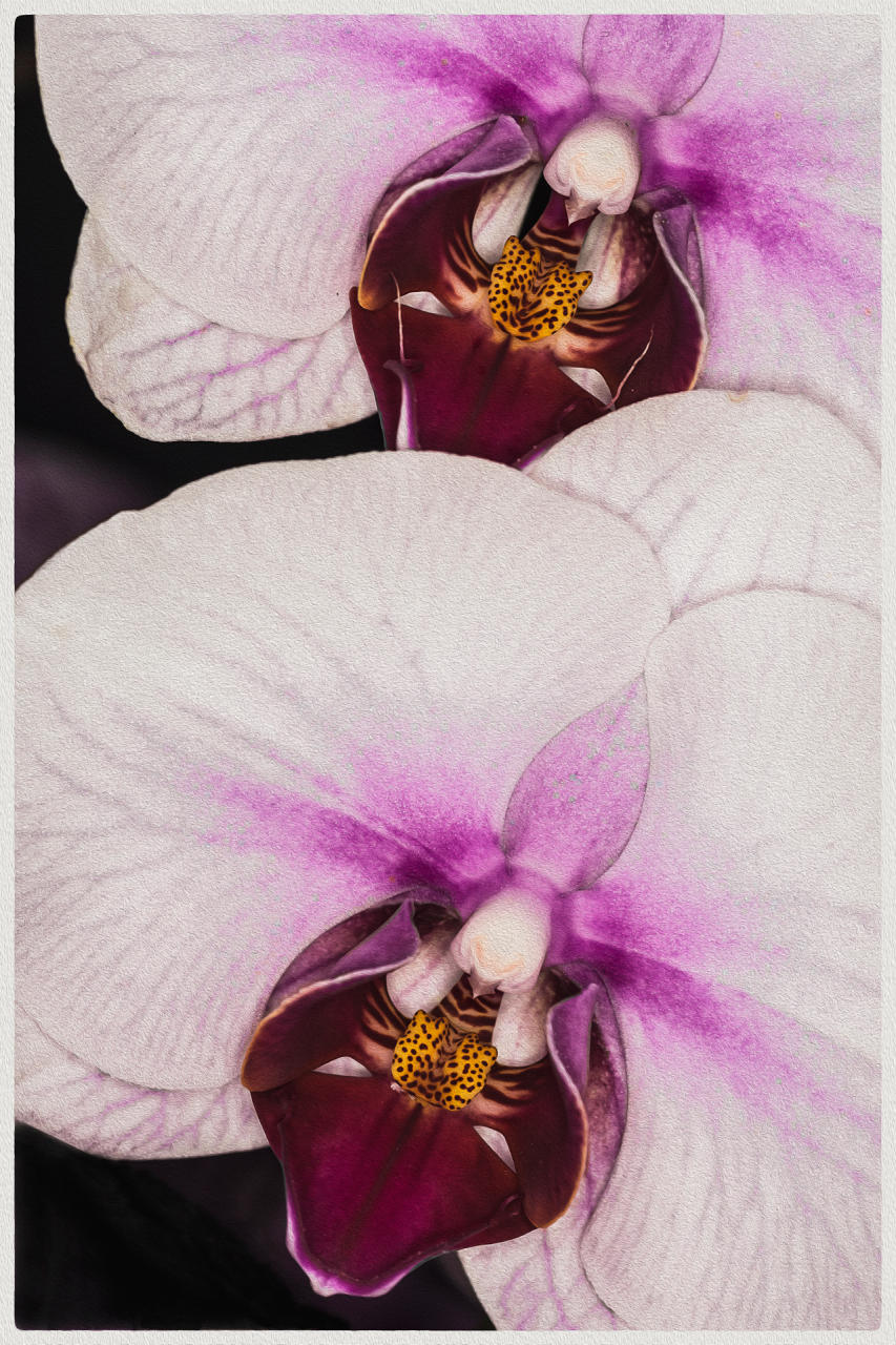 Vampire Orchids, 2019