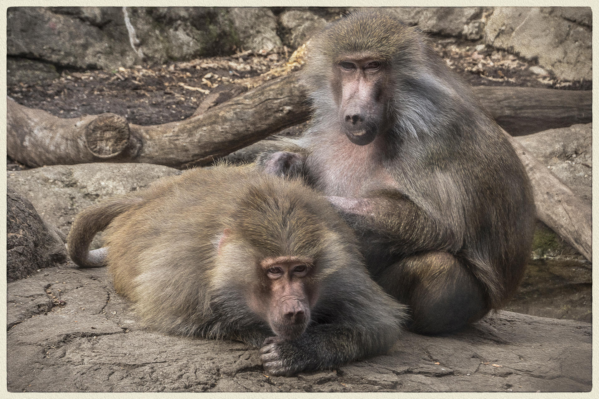 Hamadryas Baboons, 2019