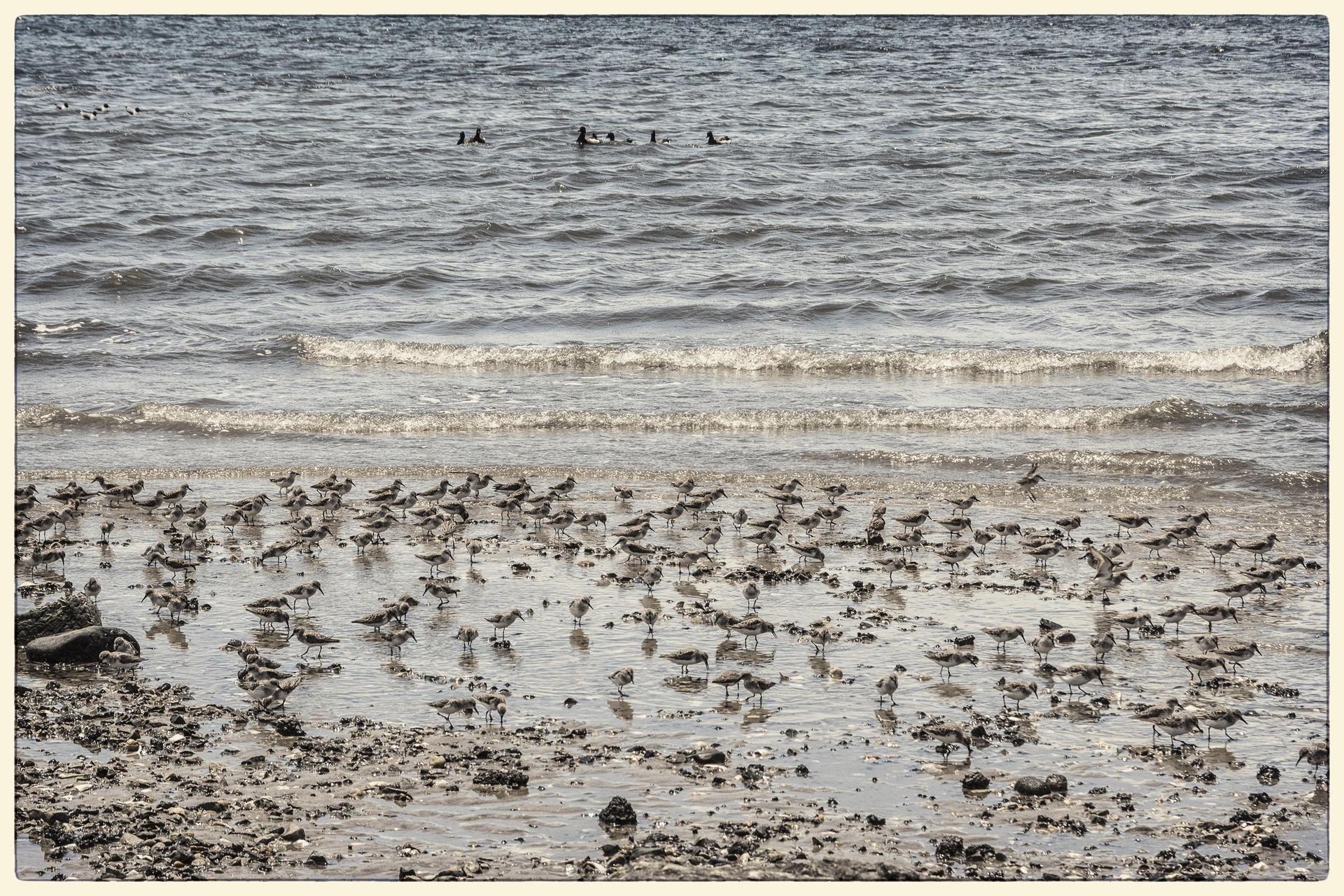 Red Knots and Geese, 2019
