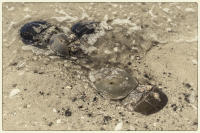© Copyright 2025 Barbara E. Leven. All rights reserved.